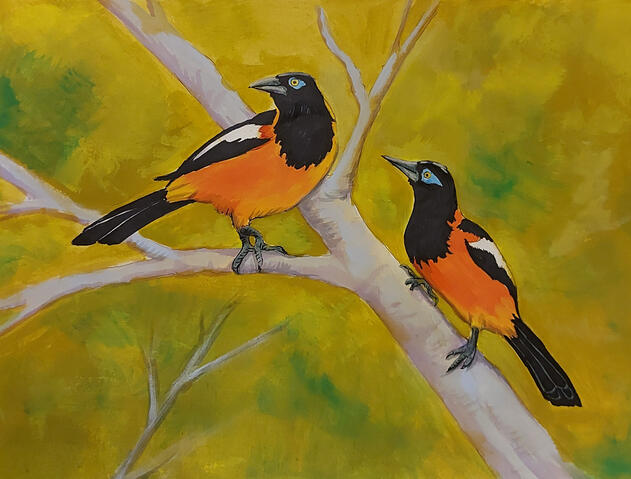 Venezuelan Troupial - 10" x 8" Gouache on paper SOLD