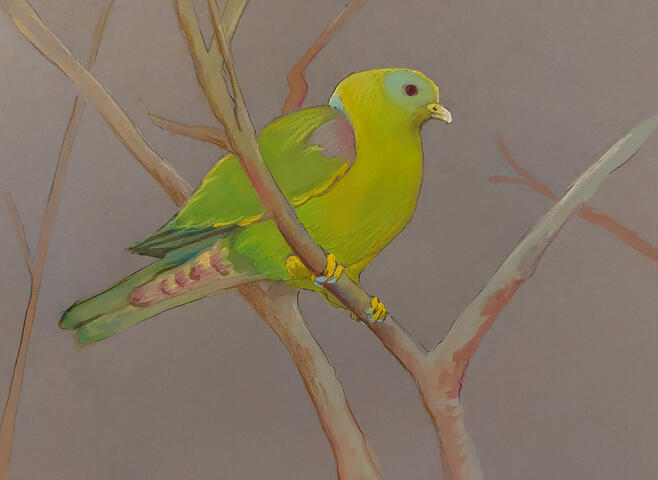 African green Pigeon - 10" x 8" Gouache on paper