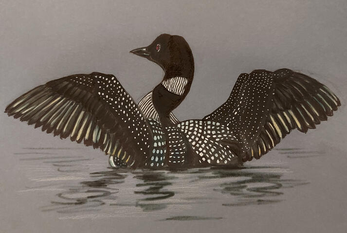 Common Loon - 8" x 10" Gouache on paper