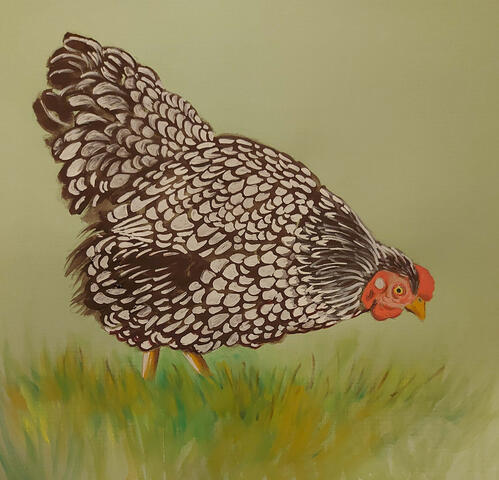 Wyandotte Chicken - 12" x 12" Acrylics on paper