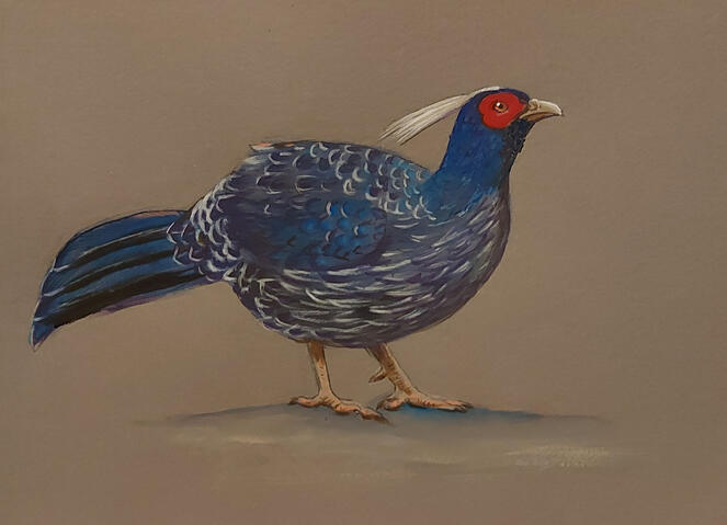 Kalij Pheasant - 10" x 8" Gouache on paper