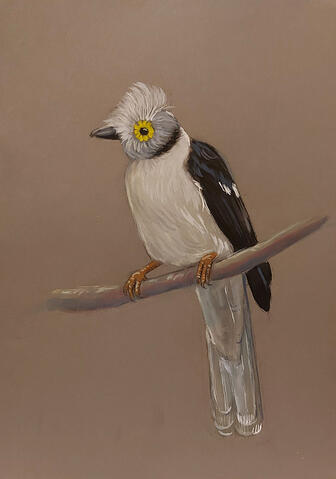 White-crested helmetshrike - 10" x 8" Gouache on paper