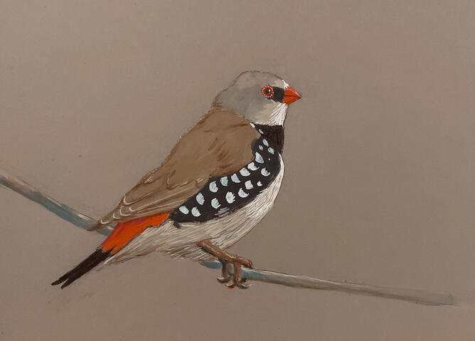Diamond Firetail - 10" x 8" Gouache on paper
