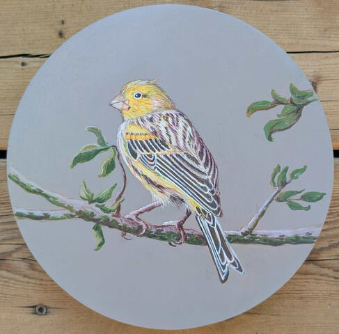Atlantic Canary